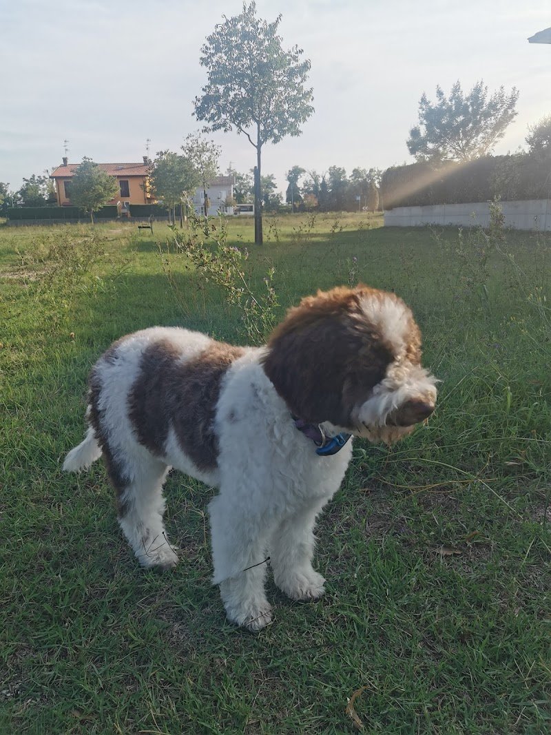 I MIEI AMICI - Foto 4