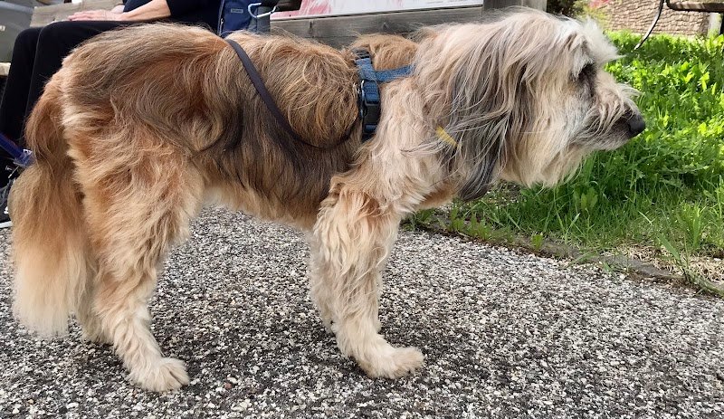 I MIEI AMICI - Foto 5