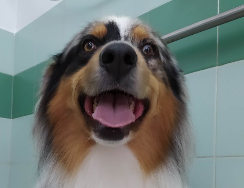 I MIEI AMICI - Foto 6