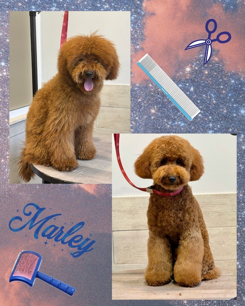 I Nostri Amici Grooming Salon - Foto 2