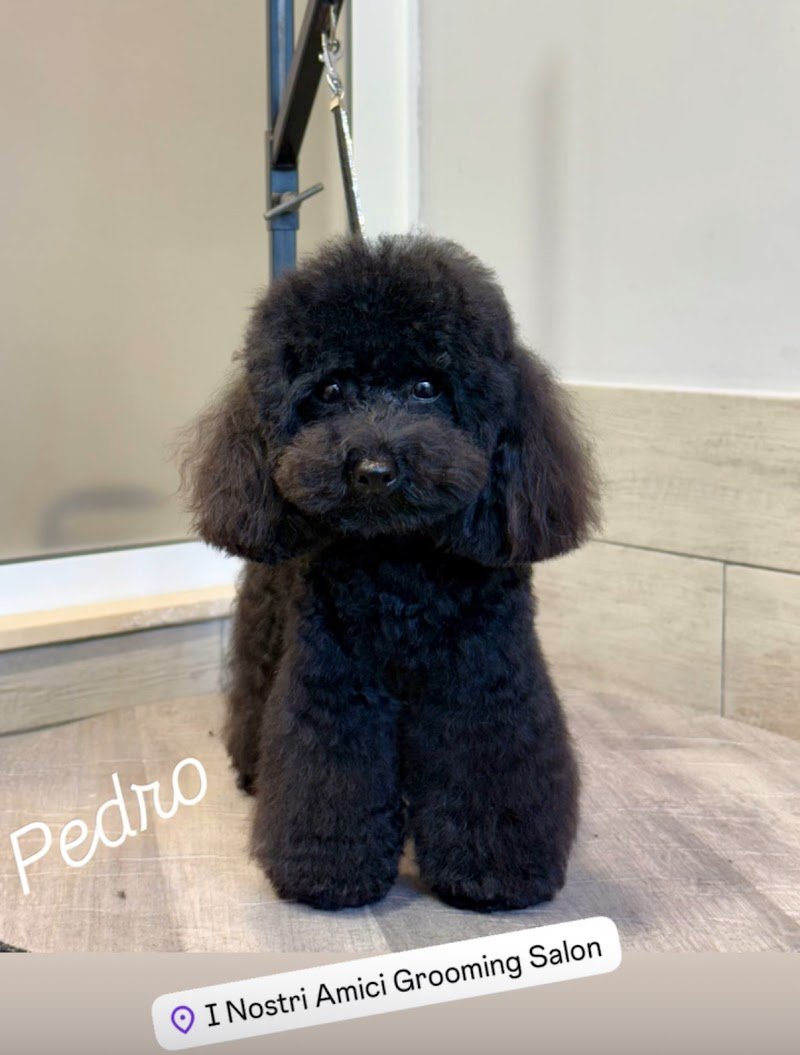 I Nostri Amici Grooming Salon - Foto 3