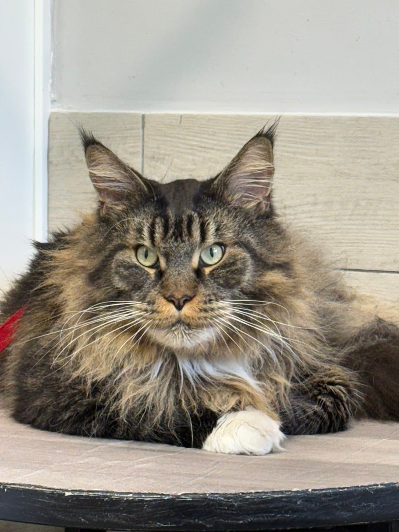 I Nostri Amici Grooming Salon - Foto 5