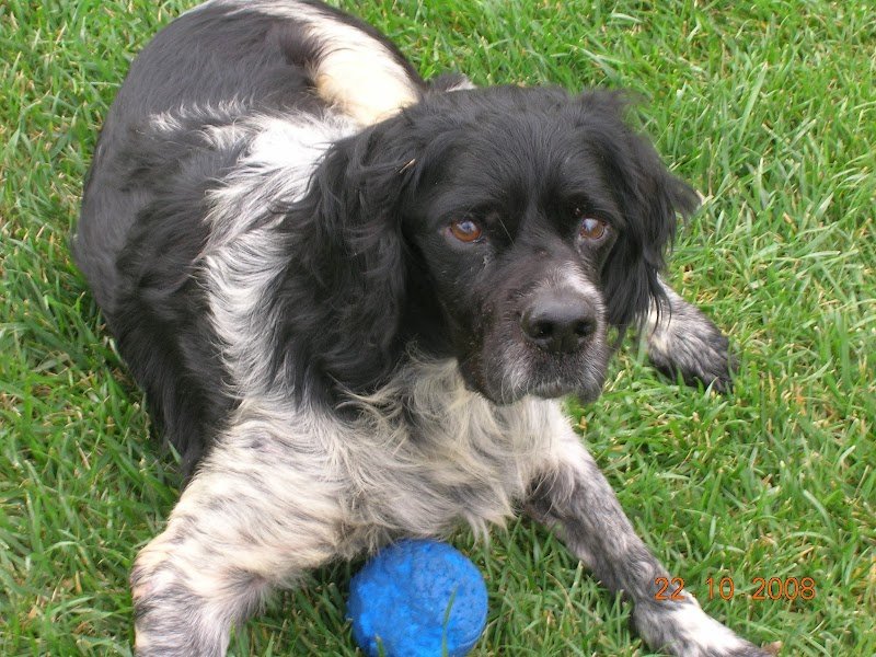 I papaveri toelettatura - Foto 1