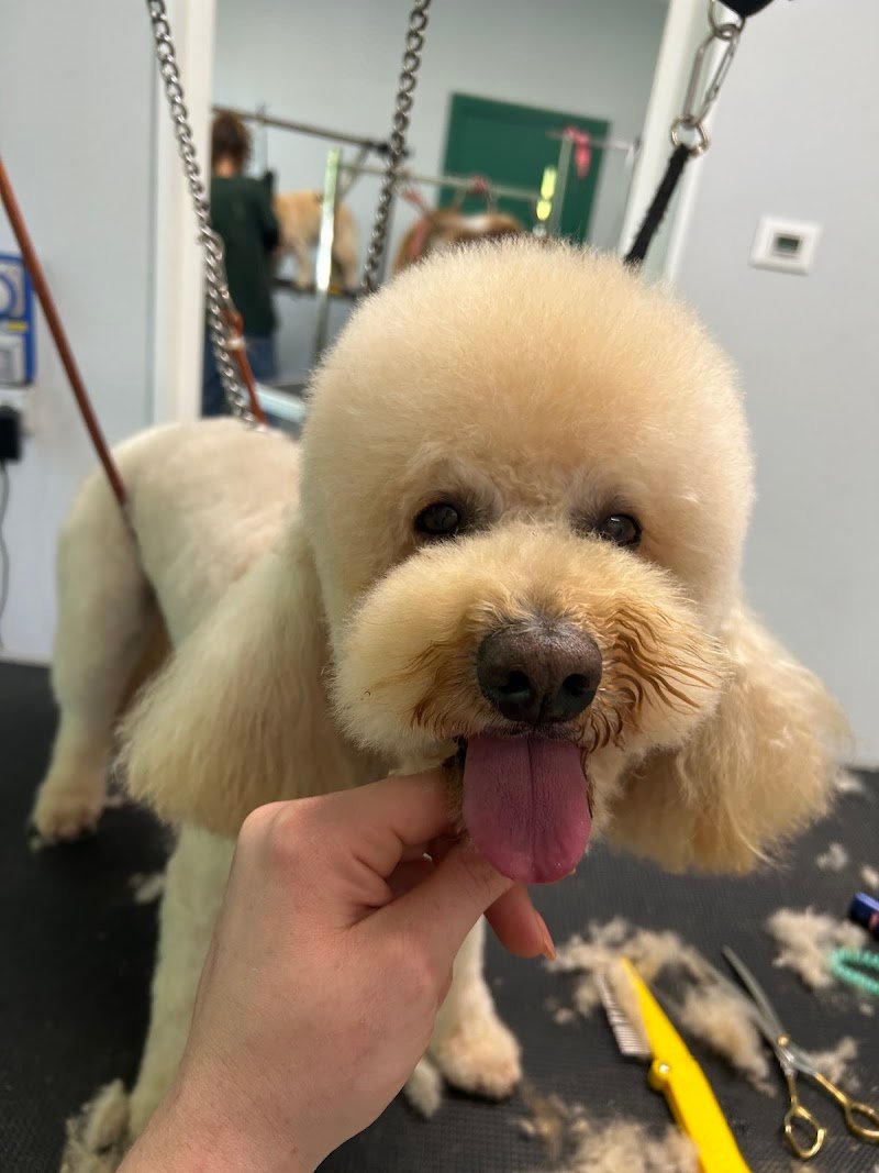 I papaveri toelettatura - Foto 2