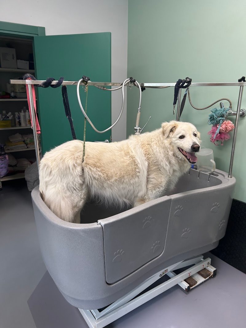 I papaveri toelettatura - Foto 3