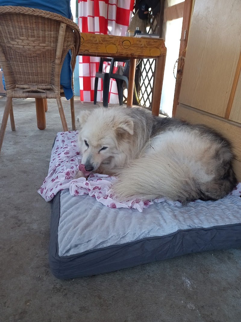 I papaveri toelettatura - Foto 4