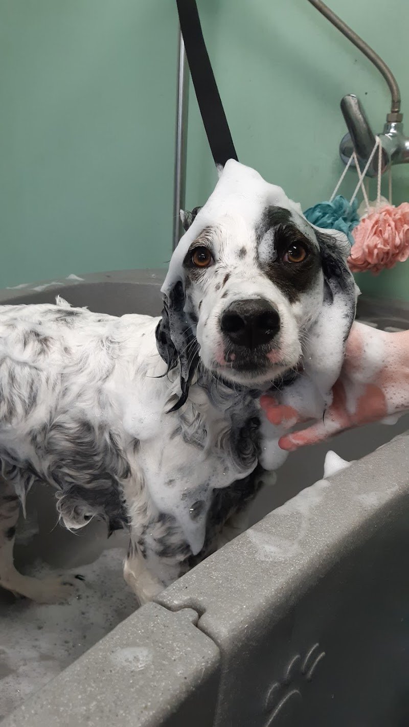 I papaveri toelettatura - Foto 6