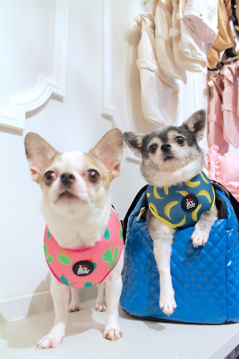 I PET YOU | SHOP & SPA - Foto 3