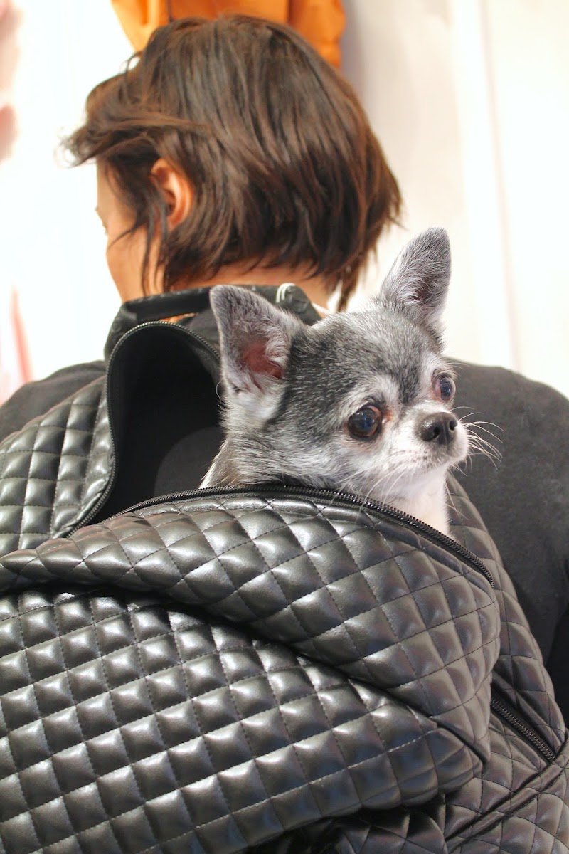 I PET YOU | SHOP & SPA - Foto 5