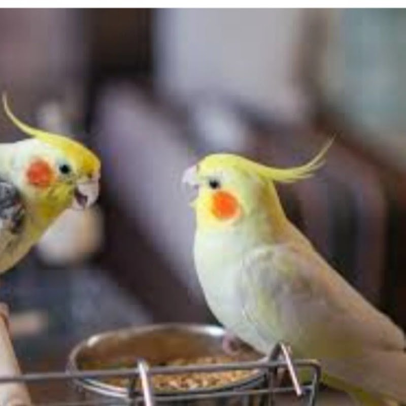 I Veri Amici - Pet shop Toelettatura - Ornitologia - Foto 2