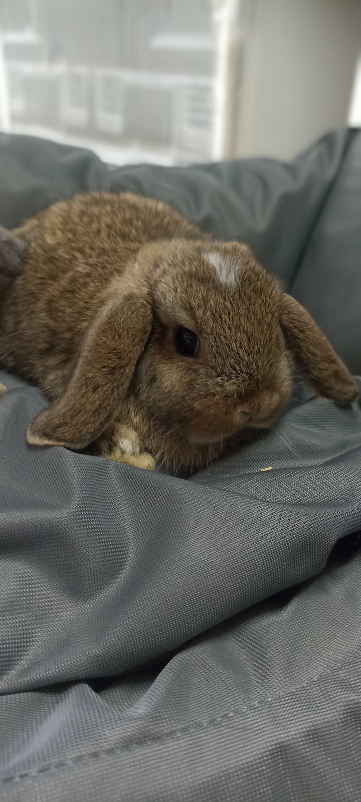 I Veri Amici - Pet shop Toelettatura - Ornitologia - Foto 3