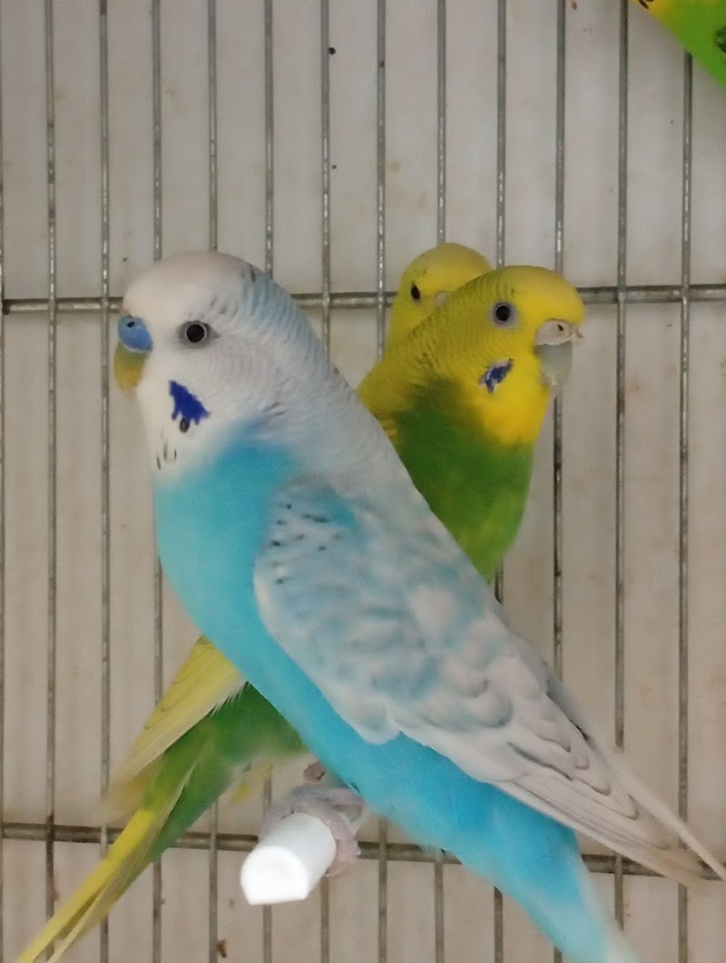 I Veri Amici - Pet shop Toelettatura - Ornitologia - Foto 5