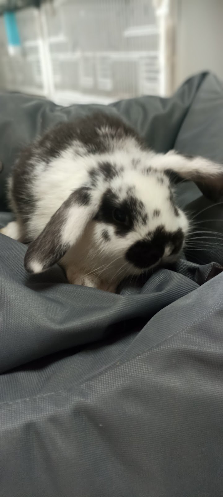 I Veri Amici - Pet shop Toelettatura - Ornitologia - Foto 6