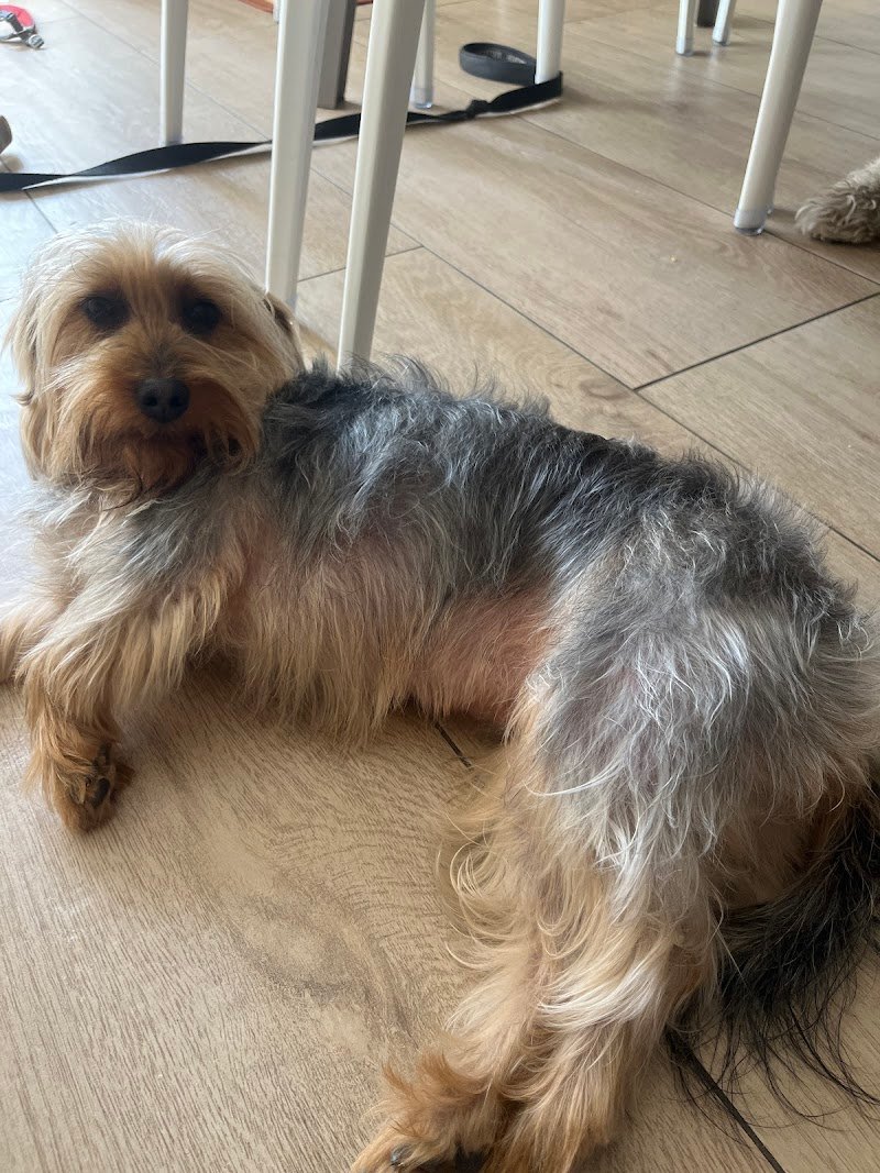 IDEAL DOG SHOP di Vincifori Andrea - Foto 2