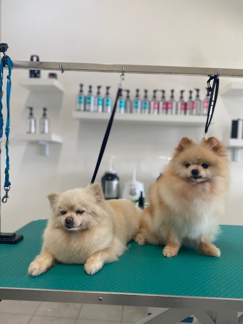 I&G Beauty Petshop - Foto 3