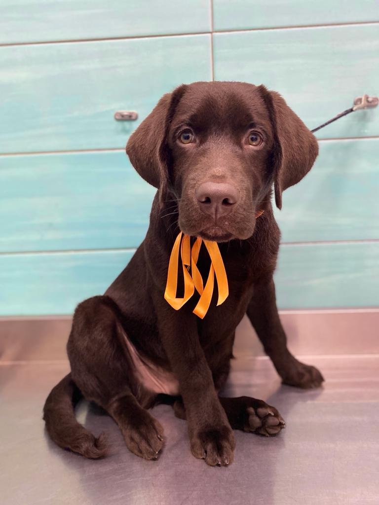 I&G Beauty Petshop - Foto 4