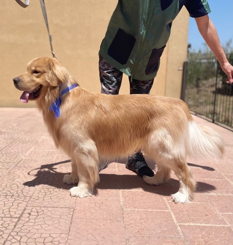 I&G Beauty Petshop - Foto 5