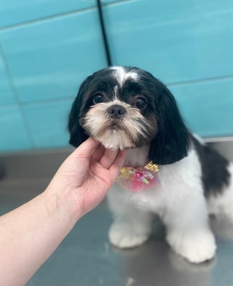 I&G Beauty Petshop - Foto 6