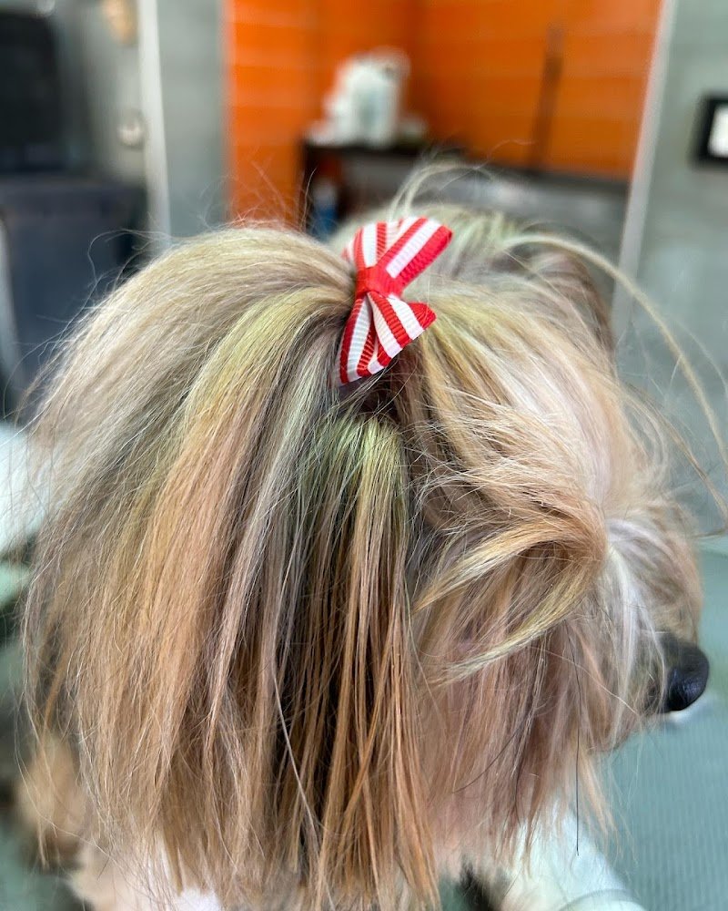 Il Bagnetto Toelettatura - Foto 1