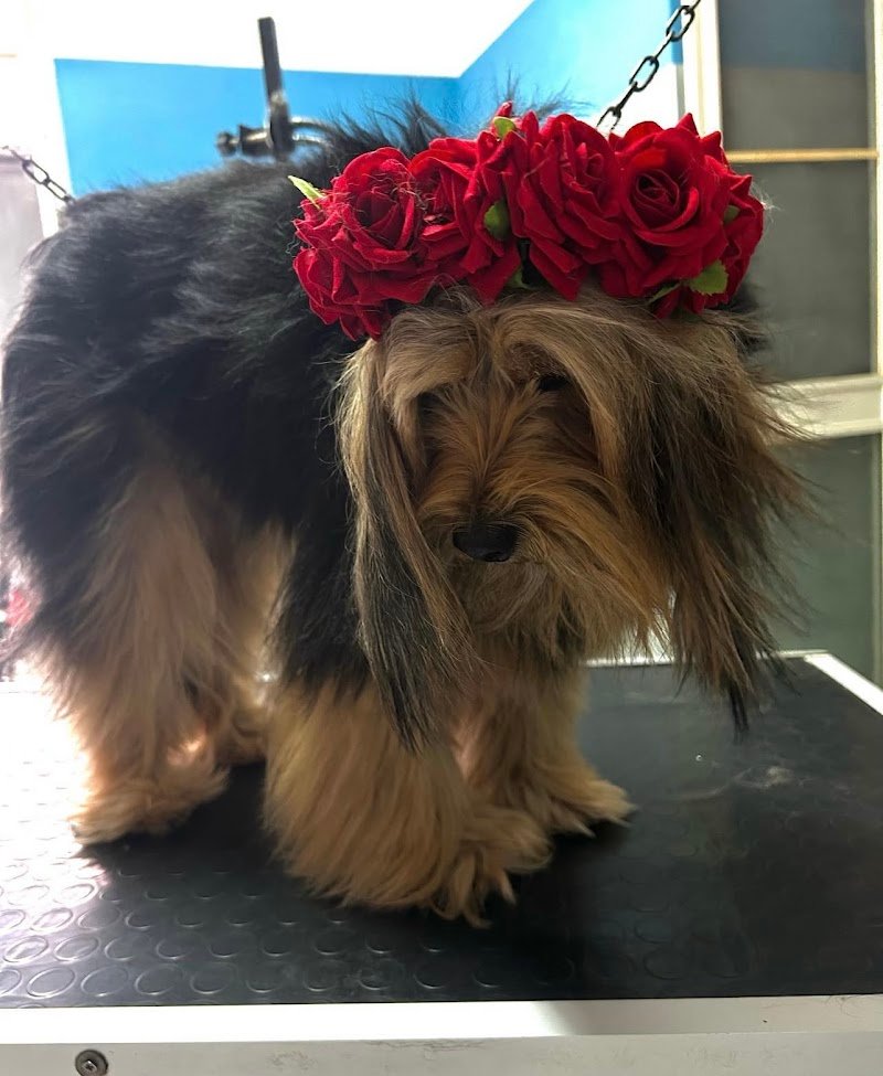 Il Bagnetto Toelettatura - Foto 3