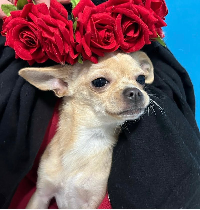 Il Bagnetto Toelettatura - Foto 4