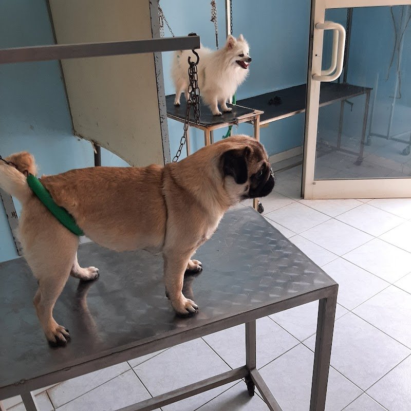 Il Bagnetto Toelettatura - Foto 5