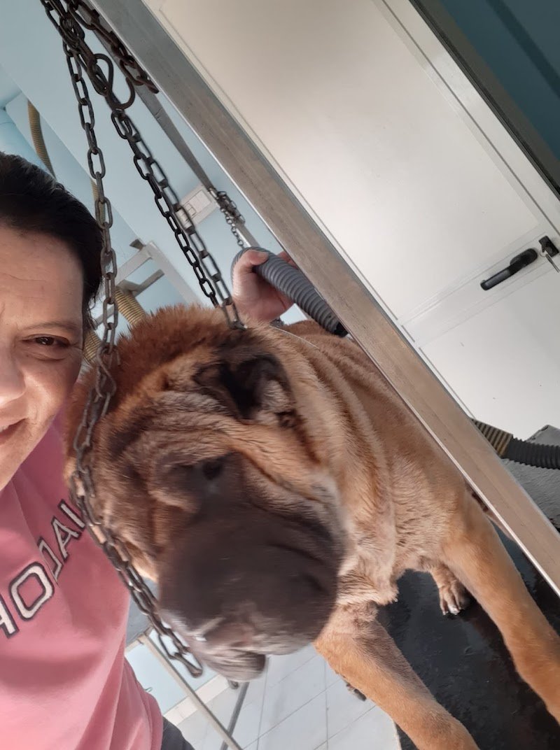 Il Bagnetto Toelettatura - Foto 6