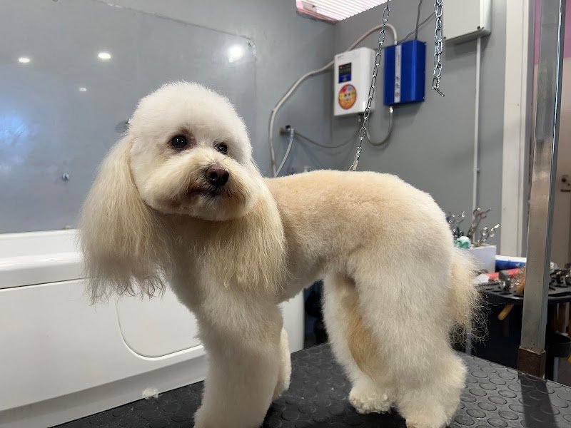 Il Bagno di Zoe - Toelettatura Animali Domestici - Foto 1