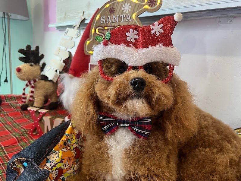 Il Bagno di Zoe - Toelettatura Animali Domestici - Foto 2