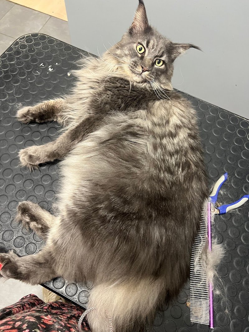 Il Bagno di Zoe - Toelettatura Animali Domestici - Foto 3