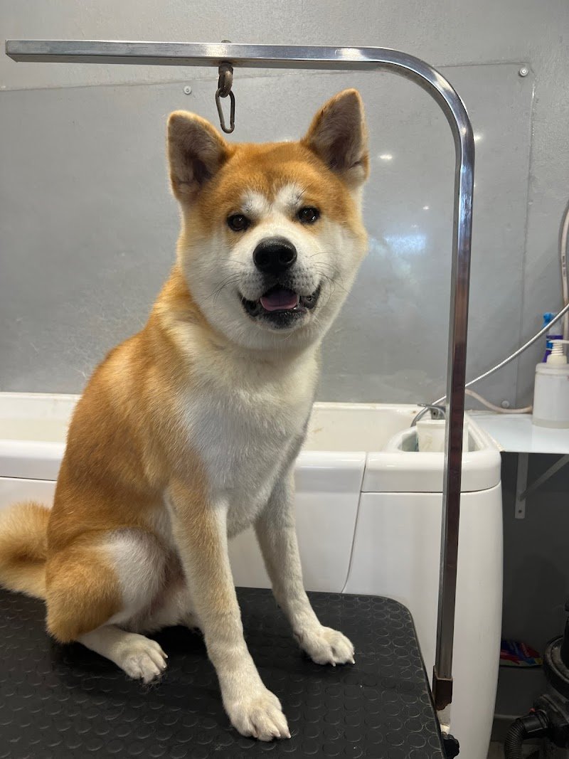 Il Bagno di Zoe - Toelettatura Animali Domestici - Foto 5