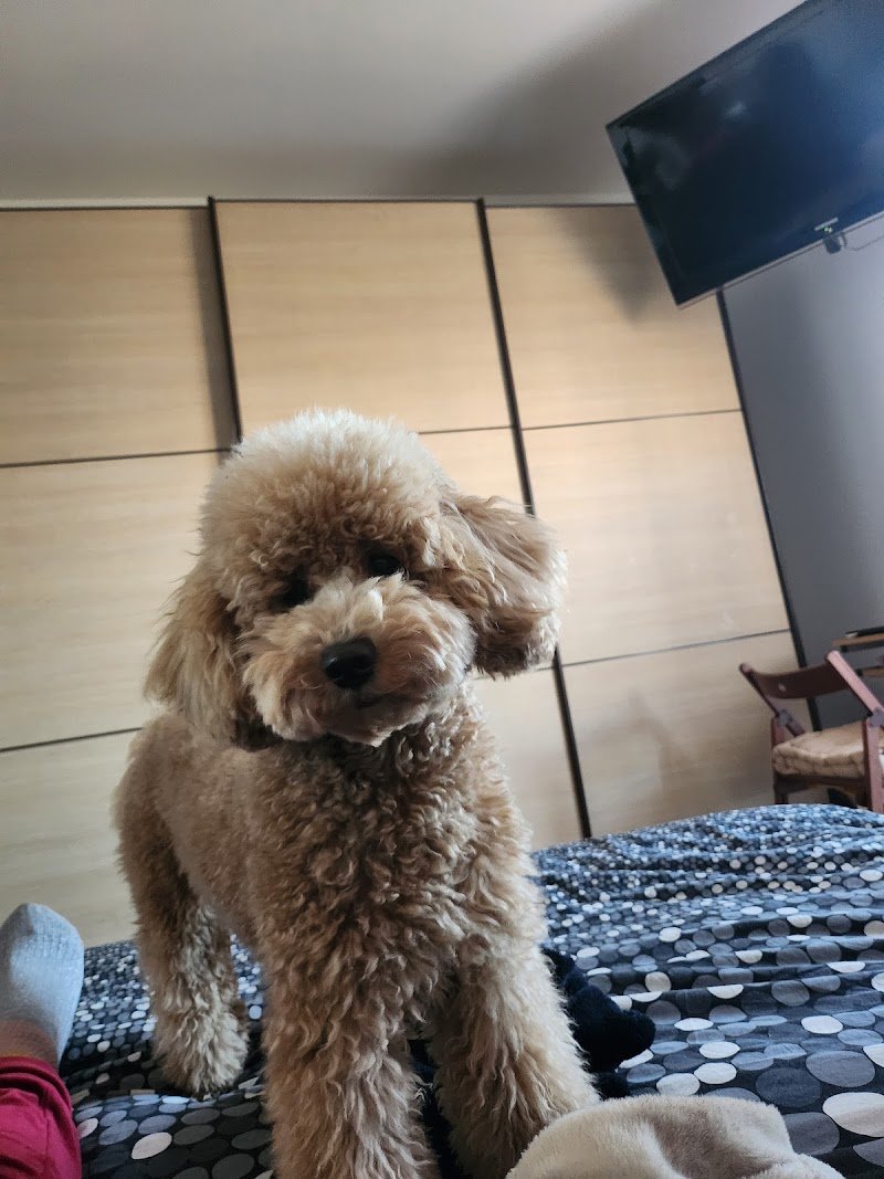 Il Bello dei cani - Foto 1