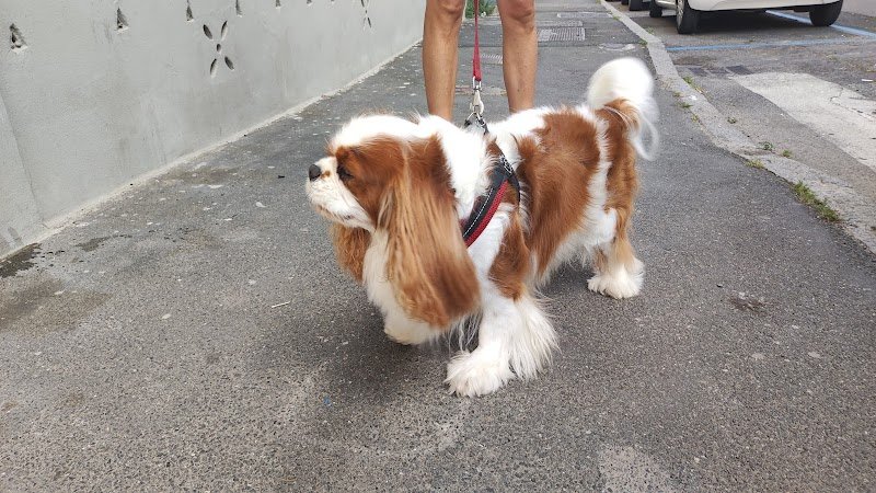 Il Bello dei cani - Foto 2