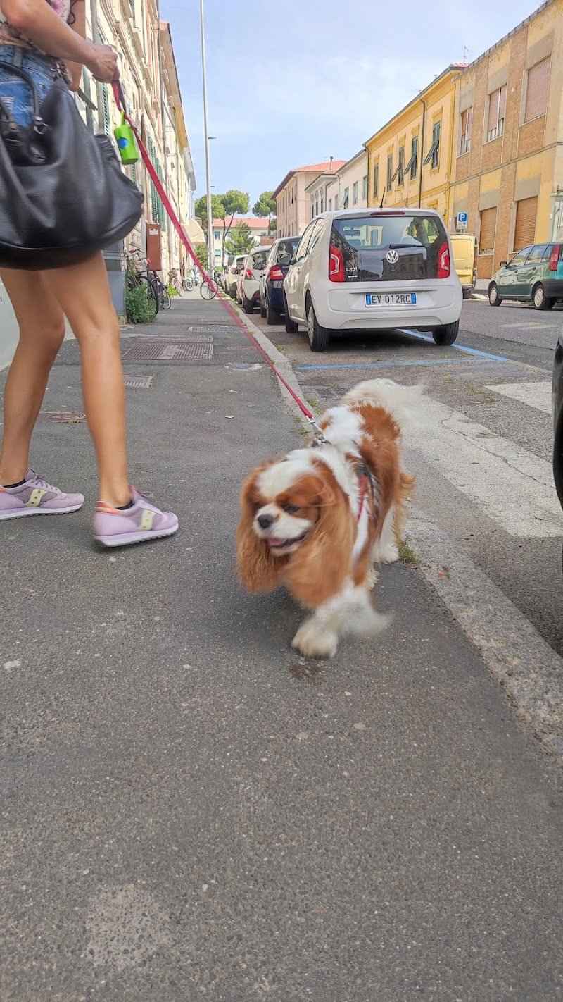 Il Bello dei cani - Foto 3
