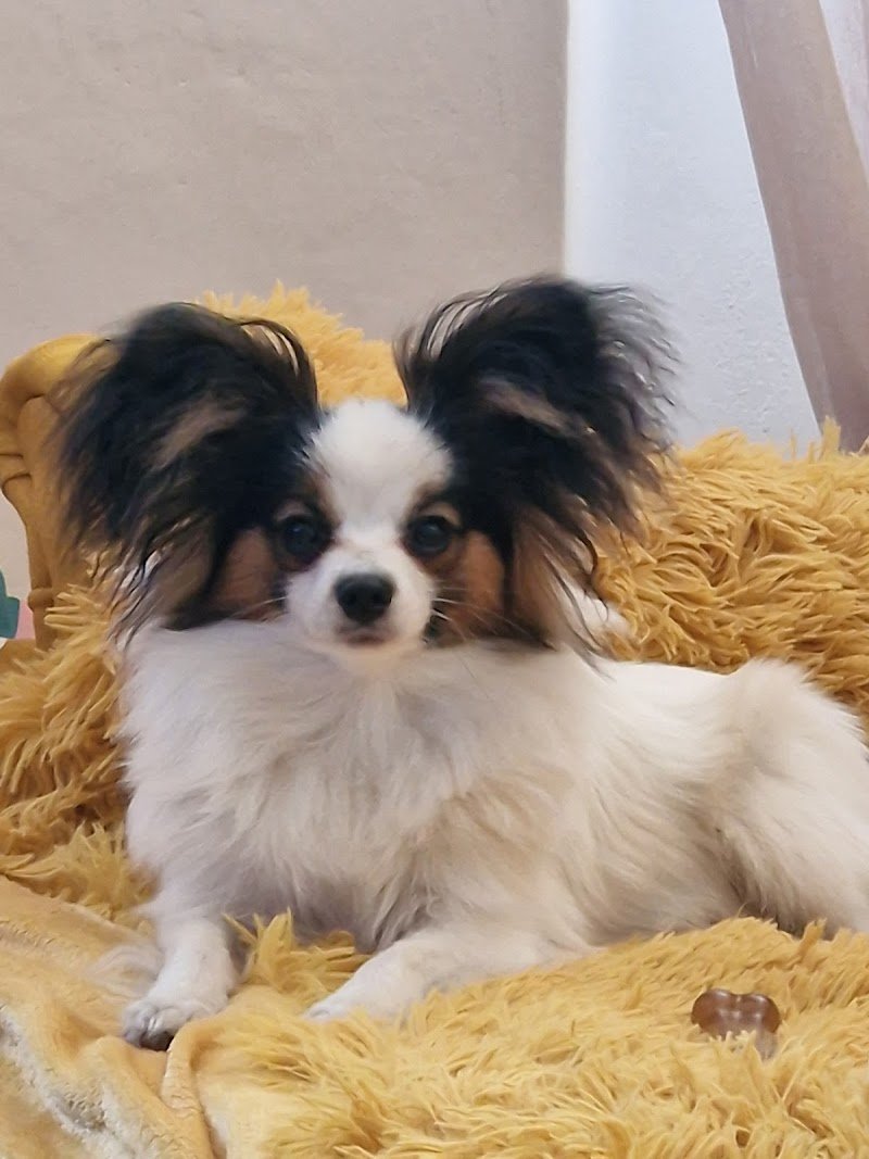 Il Bello dei cani - Foto 5