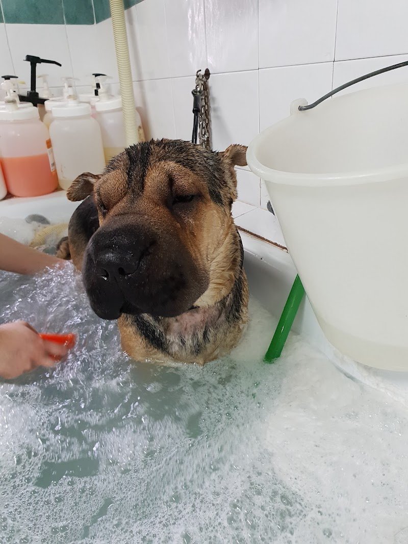 Il bello dei Cani - Foto 1