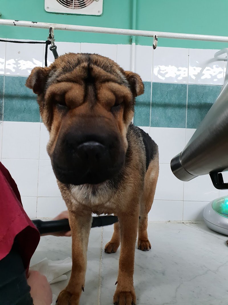 Il bello dei Cani - Foto 2