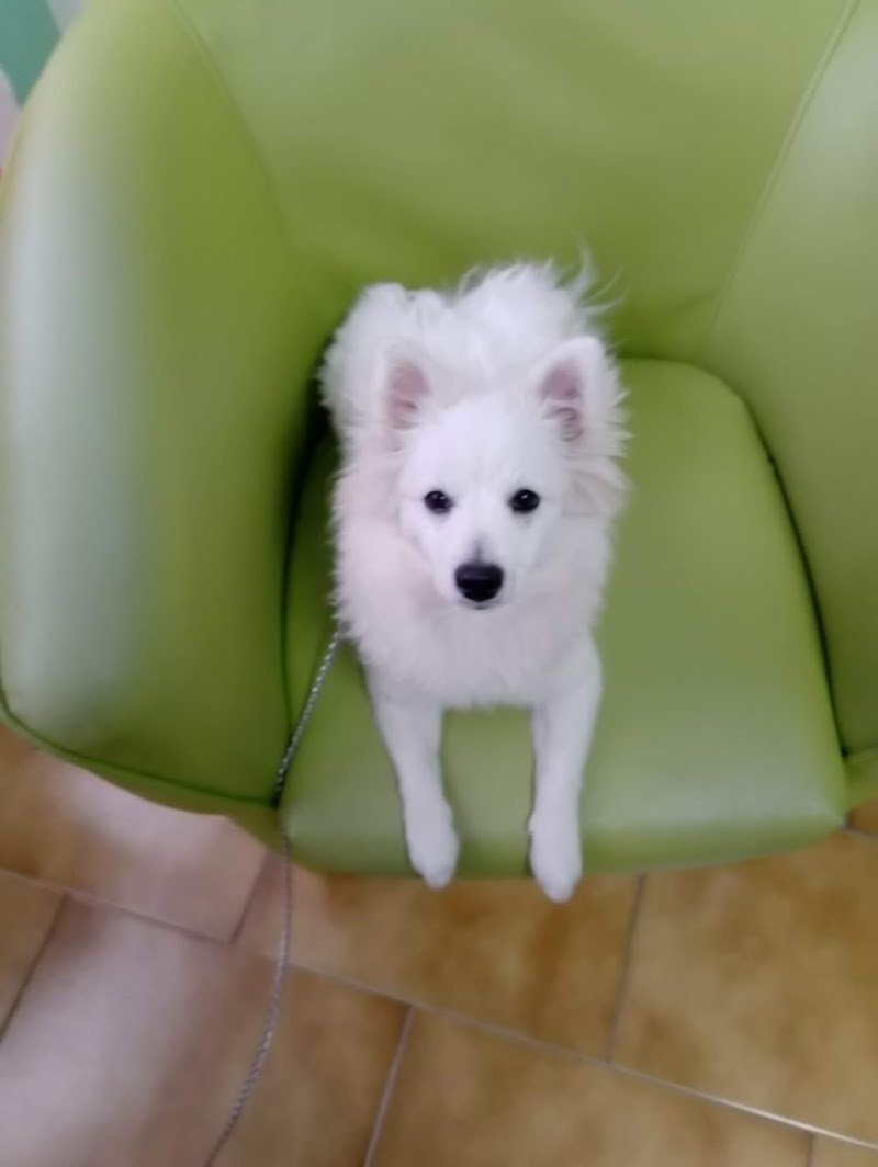 Il bello dei Cani - Foto 3