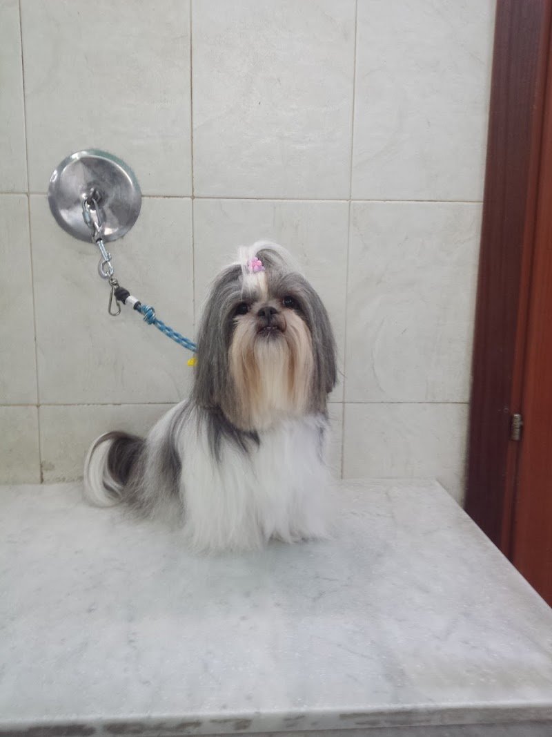 Il Brutto Anatroccolo - Foto 1