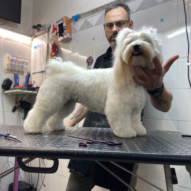 Il Brutto Anatroccolo - Foto 2