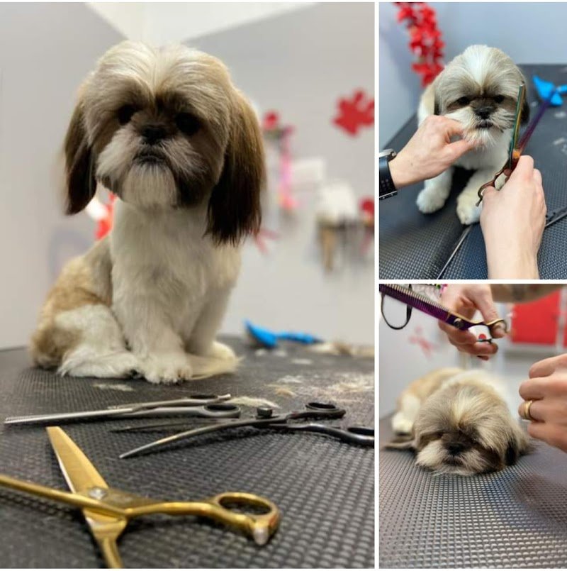 Il Brutto Anatroccolo - Foto 3