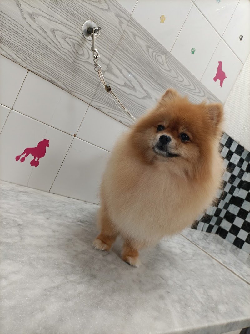 Il Brutto Anatroccolo - Foto 4