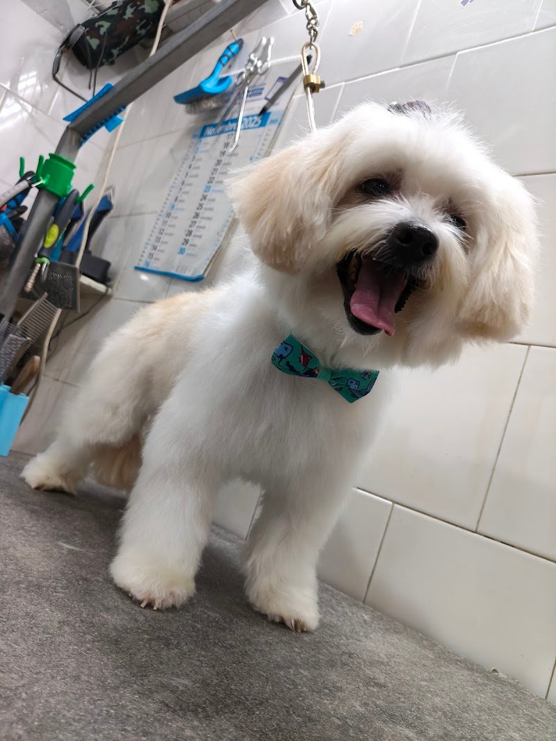 Il Brutto Anatroccolo - Foto 5