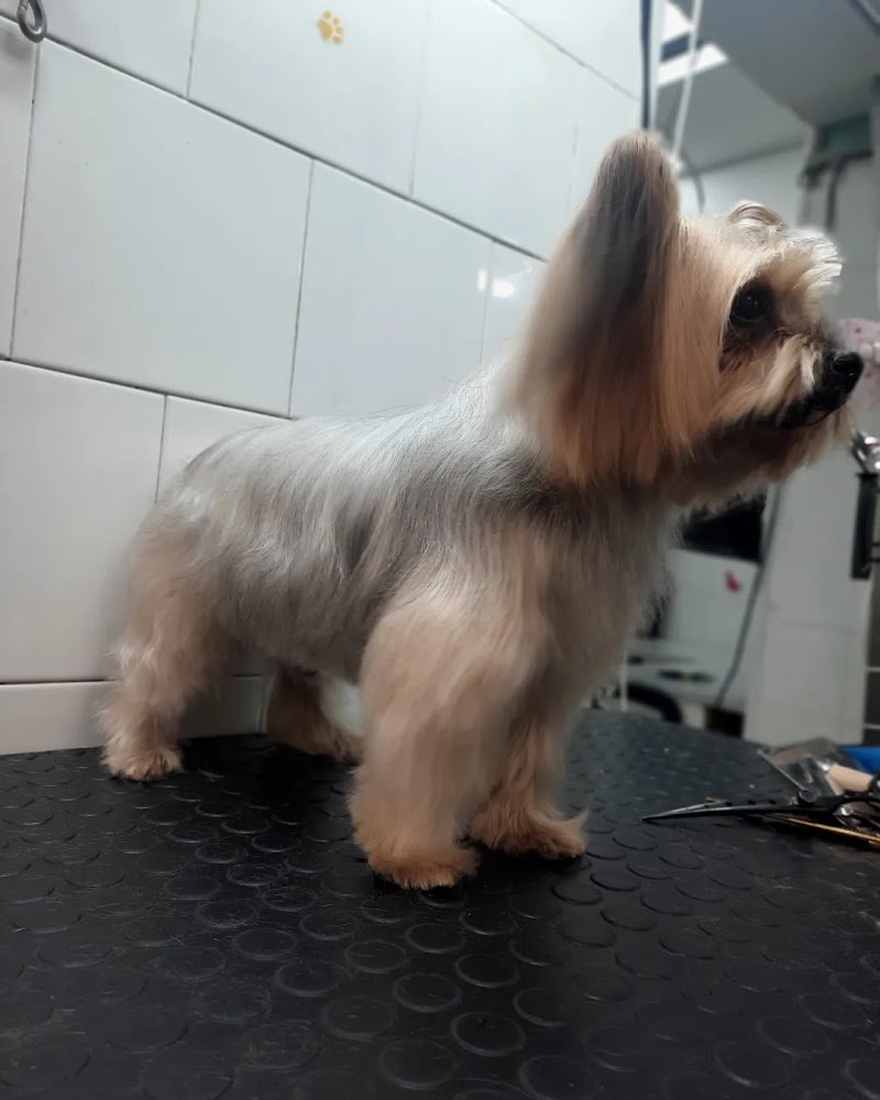 Il Brutto Anatroccolo - Foto 6