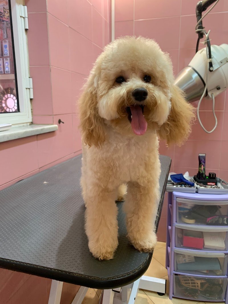 Il Collare D'Oro Di Sonia Puccetti - Foto 2