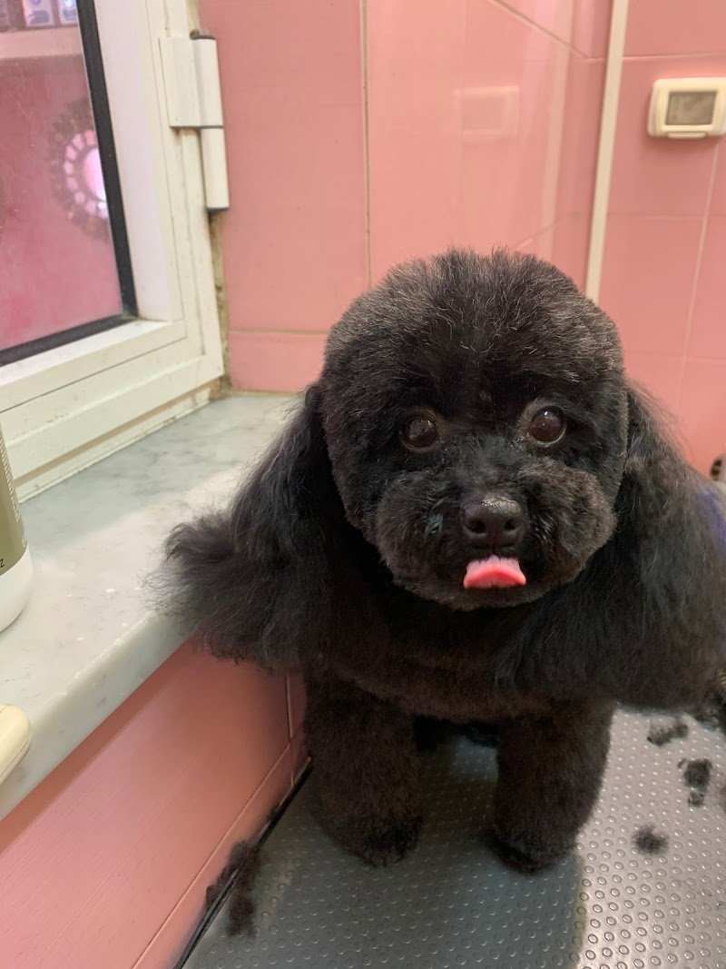 Il Collare D'Oro Di Sonia Puccetti - Foto 3