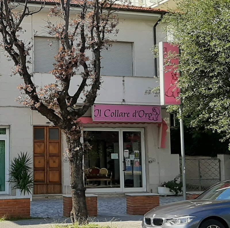 Il Collare D'Oro Di Sonia Puccetti - Foto 4