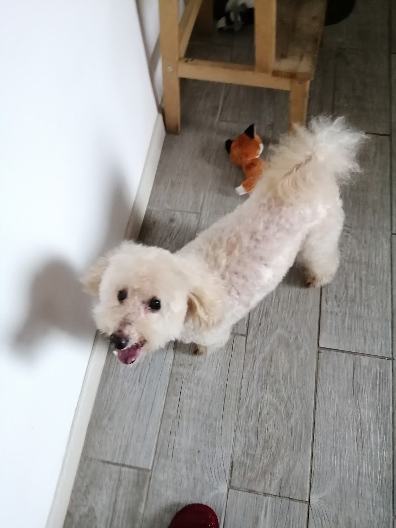 Il Collare D'Oro Di Sonia Puccetti - Foto 6