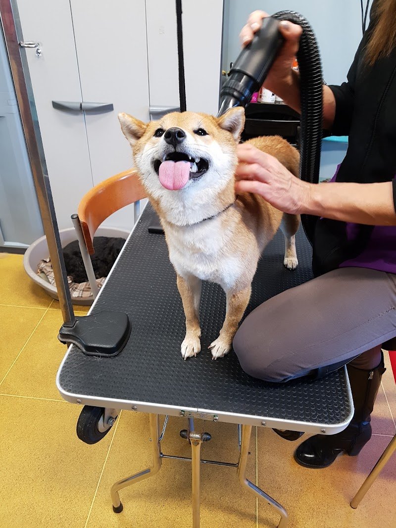 Il Cortiletto Dei Pelosi - Foto 3