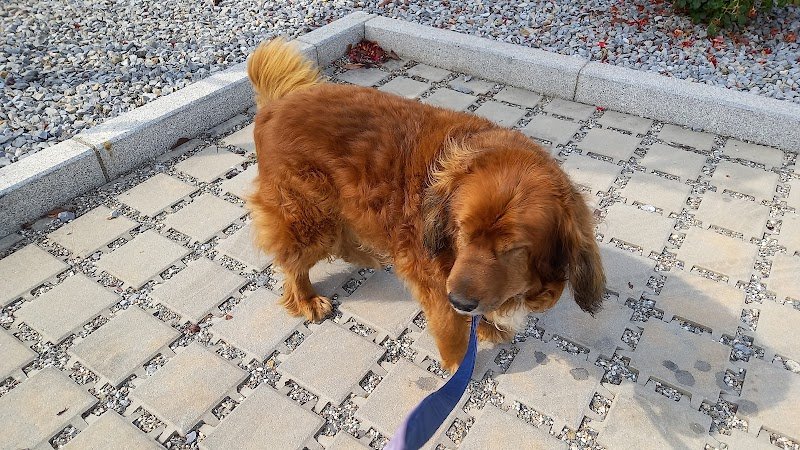 Il Cucciolo 2.0 - Foto 2